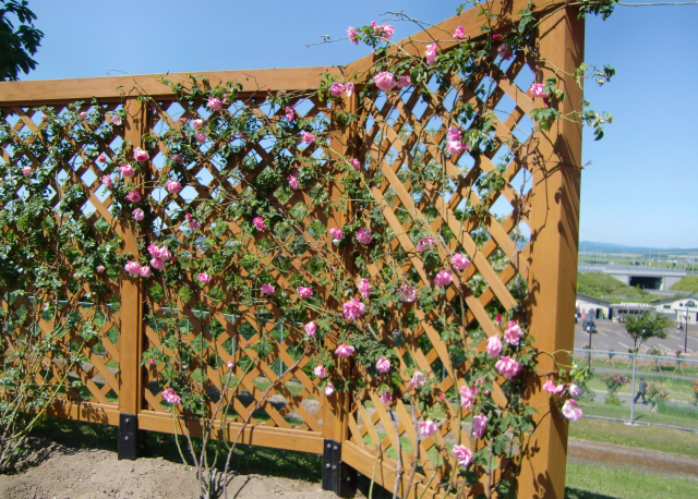 ラティスに絡まるバラの写真